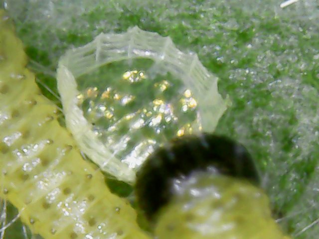 Larve defogliatrici  (di Brassica oleracea var. acephala) di Pieris brassicae (Pieridae)